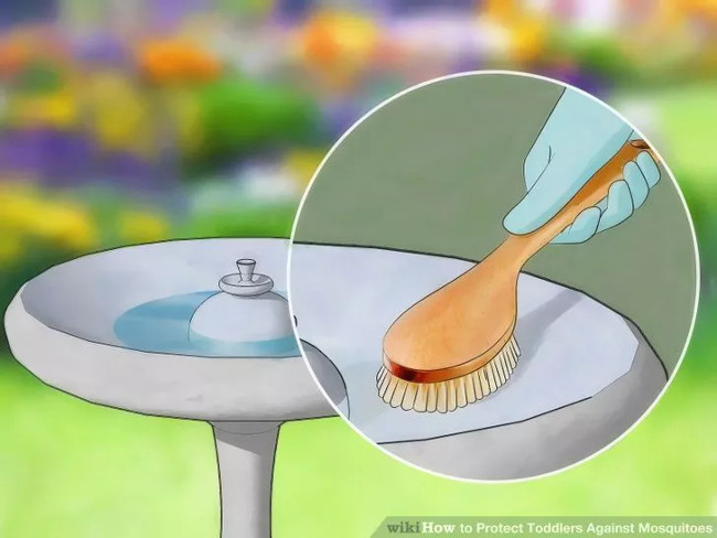 Thay nước đọng hàng tuần hoặc thường xuyên hơn Thay nước đọng hàng tuần hoặc thường xuyên hơn