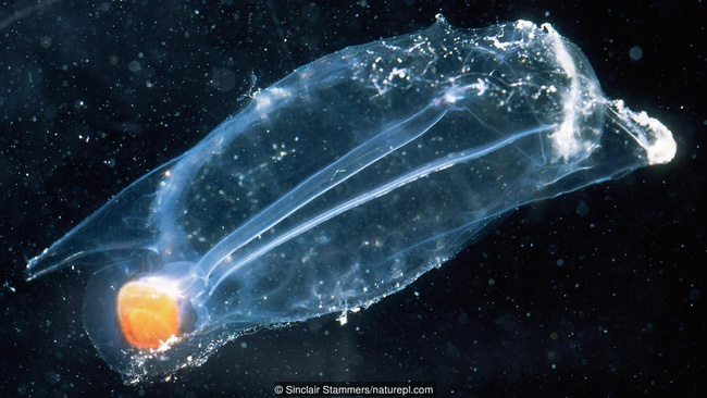 Ấu trùng hải tiêu 