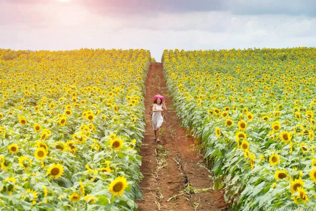 Cánh đồng hoa hướng dương ở Nghĩa Đàn