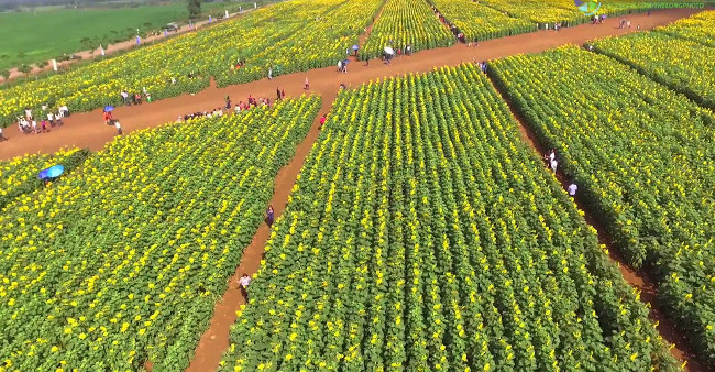 Với hơn 30ha được trồng các lớp nối tiếp nhau nên thời gian để ngắm hoa kéo dài từ 1-2 tháng