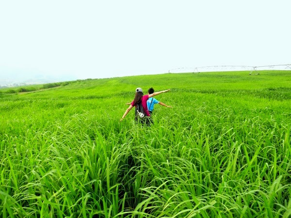 Cánh đồng cỏ rộng 2000ha