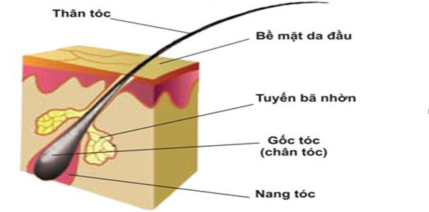 Cấu tạo của sợi tóc 