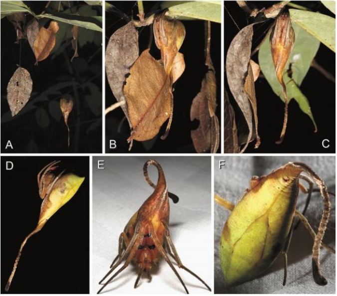 Nhện ngụy trang thành chiếc lá 