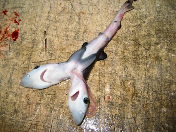 Cá mập đột biến gien 