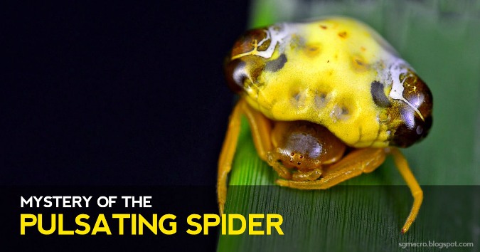 Loài nhện mới có chiếc bụng đập nhịp