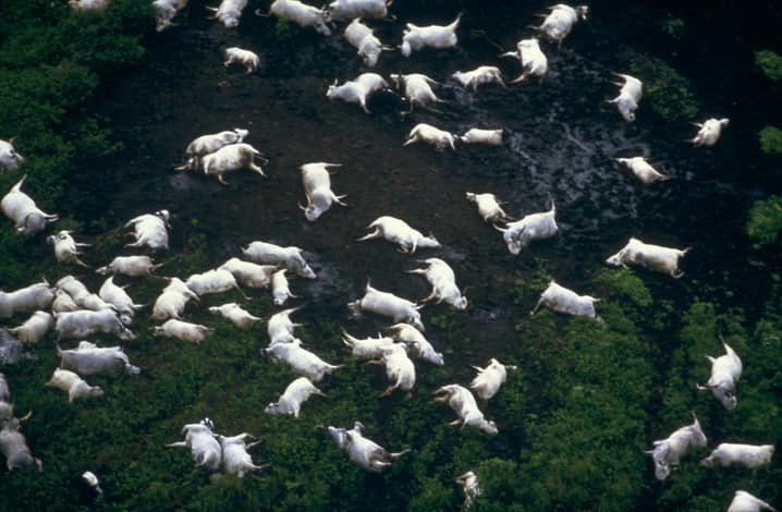 Vụ nổ limnic ở hồ Nyos 