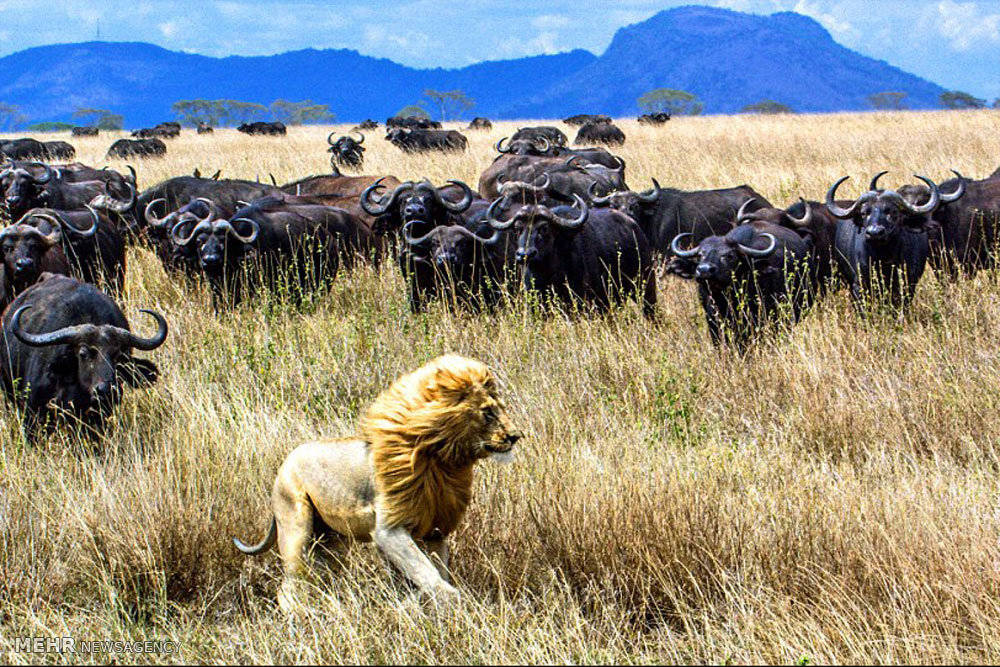 Khi thợ săn trở thành kẻ bị săn đuổi, sư tử dũng mãnh đi săn mồi nhưng lại bị cả đàn trâu rừng quay lại truy đuổi chính kẻ săn mình.  Khi thợ săn trở thành kẻ bị săn đuổi, sư tử dũng mãnh đi săn mồi nhưng lại bị cả đàn trâu rừng quay lại truy đuổi chính kẻ săn mình.