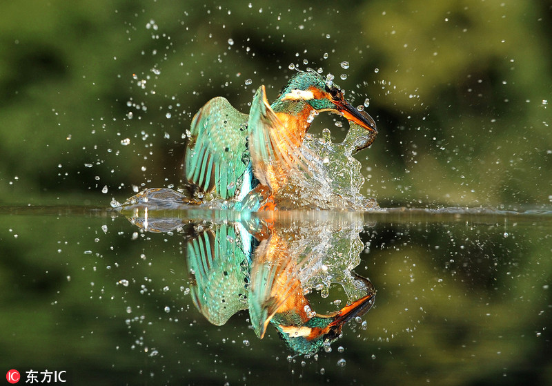 Chim bói cá lao nhanh xuống nước một cách dứt khoát và tóm gọn mục tiêu đã quan sát từ trước.  Chim bói cá lao nhanh xuống nước một cách dứt khoát và tóm gọn mục tiêu đã quan sát từ trước.