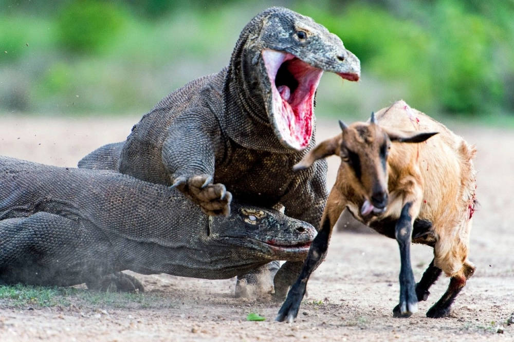 Con dê đáng thương không còn cơ hội thoát thân khi bị trúng một cú đớp gây rỉ máu của rồng Komodo. Con dê đáng thương không còn cơ hội thoát thân khi bị trúng một cú đớp gây rỉ máu của rồng Komodo.