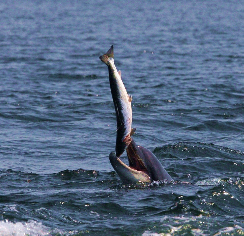 Cá heo vui vẻ đùa giỡn, tung hứng con cá hồi trước khi ăn thịt.  Cá heo vui vẻ đùa giỡn, tung hứng con cá hồi trước khi ăn thịt.