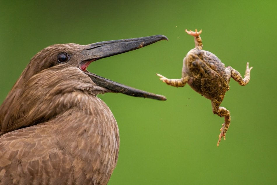 Chim mỏ sừng tung con mồi lên không trung, dùng chiếc mỏ sắc nhọn của mình đâm vào cơ thể con mồi để nó không thể phản kháng rồi từ từ nuốt chửng.  Chim mỏ sừng tung con mồi lên không trung, dùng chiếc mỏ sắc nhọn của mình đâm vào cơ thể con mồi để nó không thể phản kháng rồi từ từ nuốt chửng.