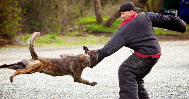 Không nhìn tực tiếp vào mắt con chó Không nhìn tực tiếp vào mắt con chó