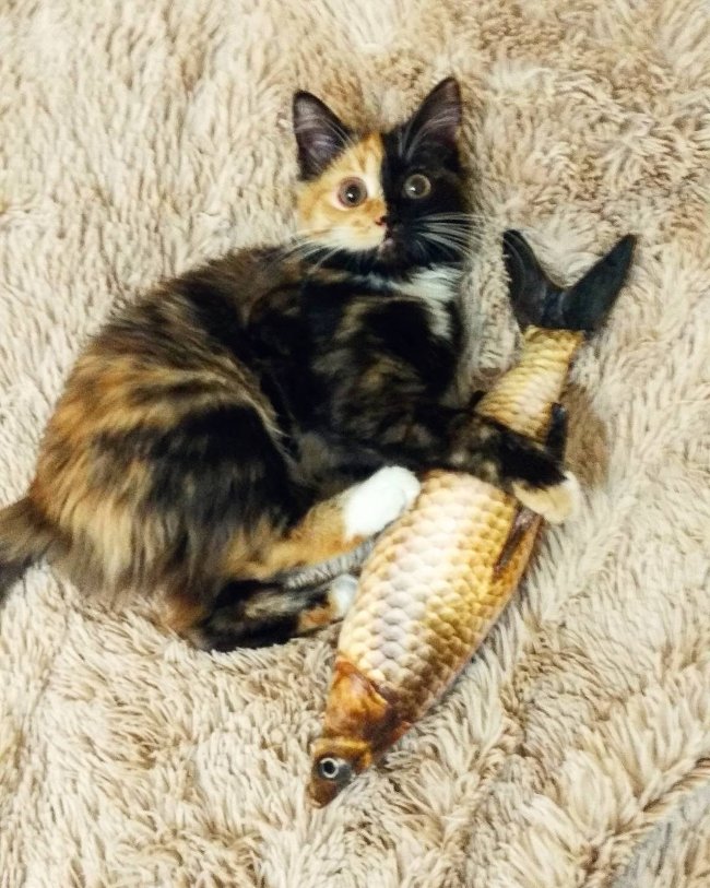 Mèo Yana - ảnh 12