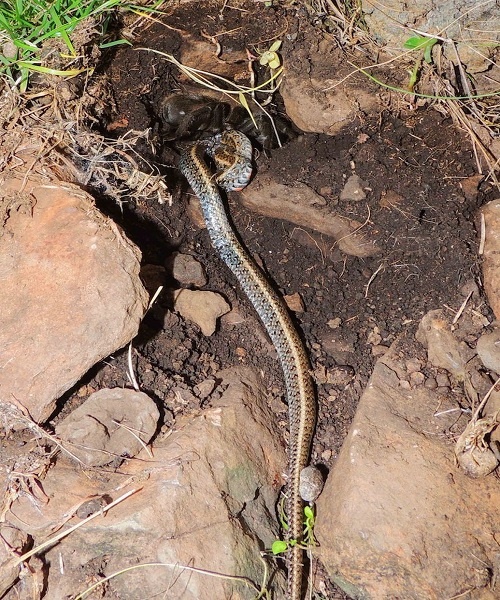 Rắn độc đau đớn bị nhện ăn thịt 