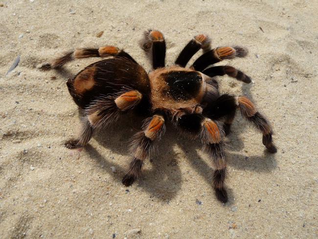 Nhện Tarantula 