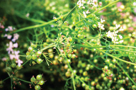 Những cây mùi già lá đã trổ hoa và kết trái  Những cây mùi già lá đã trổ hoa và kết trái