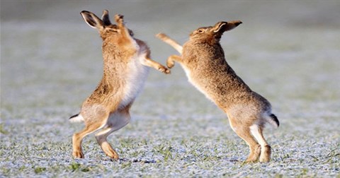 Thỏ rừng đánh nhau như võ sĩ để "tuyển chồng"