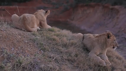 Chán như con gián, chào anh em, tôi đi đây