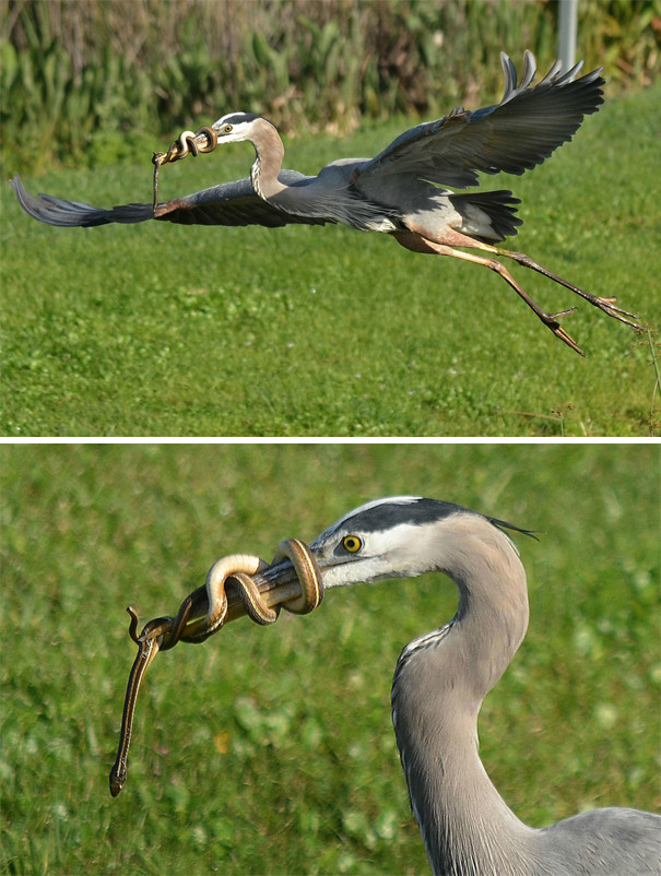 Còn gì tệ hơn cảm giác bị chính bữa trưa của mình khóa mỏ? 