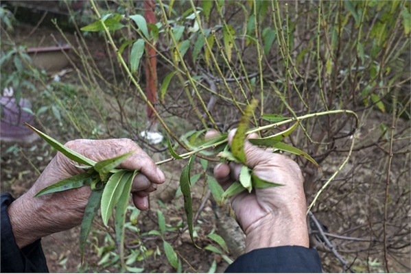 Tuốt lá đào   Tuốt lá đào