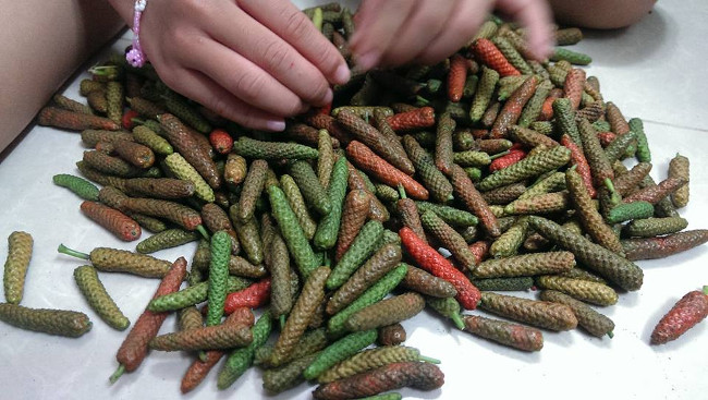 Sửng sốt phát hiện hạt tiêu dài Ấn Độ có khả năng chống ung thư Sửng sốt phát hiện hạt tiêu dài Ấn Độ có khả năng chống ung thư