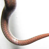 Cách làm và nghiên cứu về Long Tail Keyword trong SEO - Phần 1