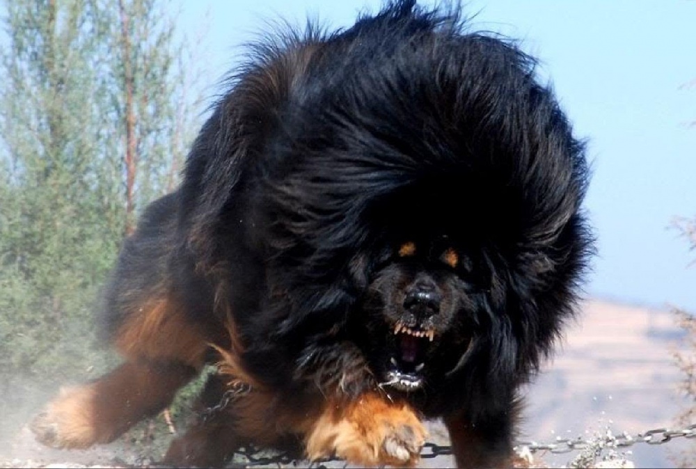Tibetan Mastiff
