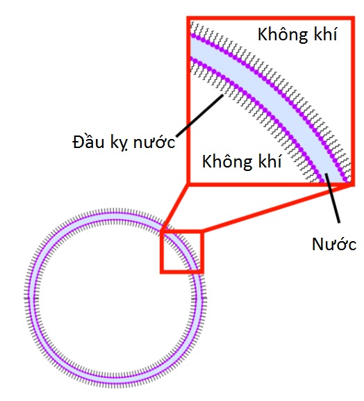 Cấu tạo của bong bóng xà phòng 