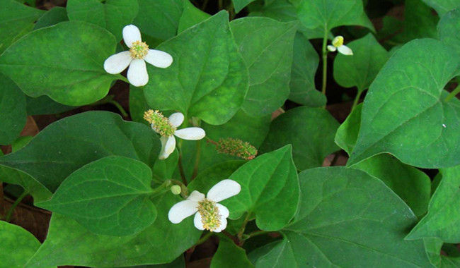 Trị ho bằng rau diếp cá 