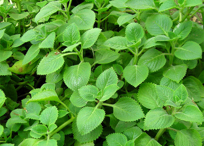 Chữa ho bằng húng chanh 