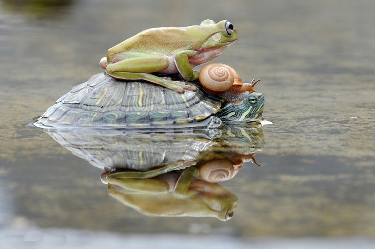 Một con ếch và một con ốc sên lười biếng bò lên lưng rùa để "đi nhờ" 