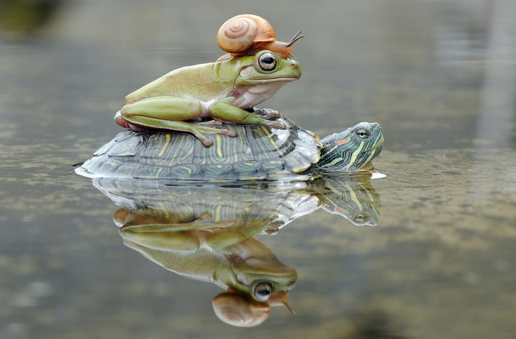 Cuối cùng con rùa chậm chạp cũng thành công "cõng" các bạn qua con lạch nhỏ tới vùng nước nông