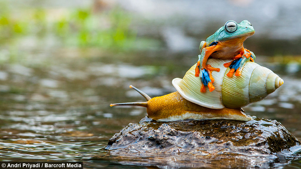 Tới nơi, ếch xanh nhảy xuống trước