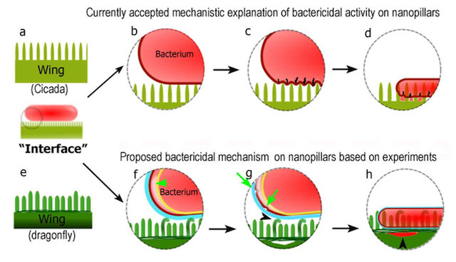Cơ chế vi khuẩn bị giết chết bởi bàn đinh trên cánh chuồn chuồn