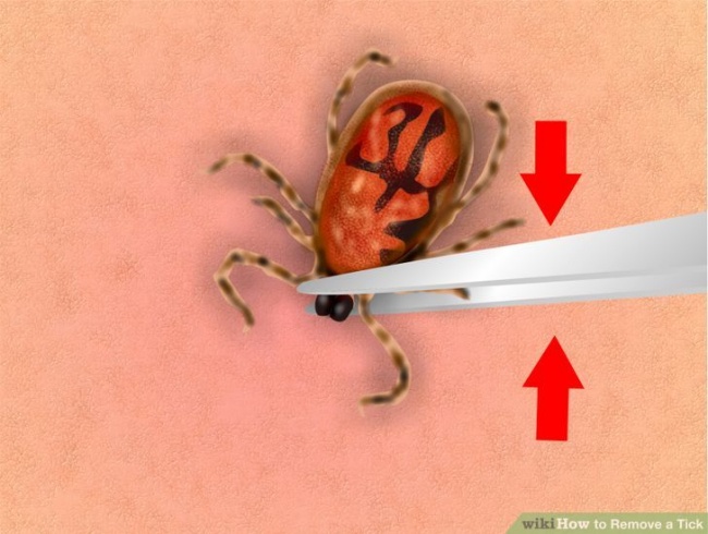 Đừng coi thường loài bọ ve nhỏ bé