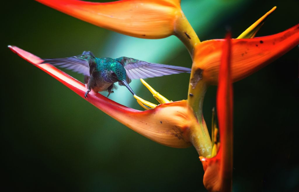 Bữa ăn nhanh buổi sáng của chim ruồi