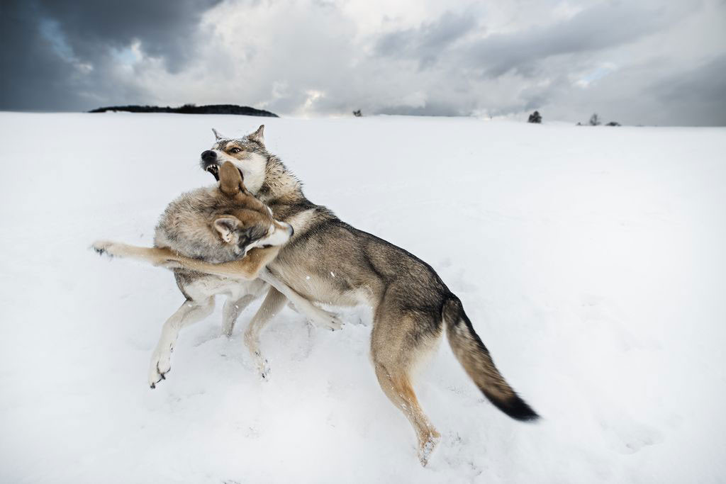Niềm vui của hai chú chó Sarloos sau khi được thả
