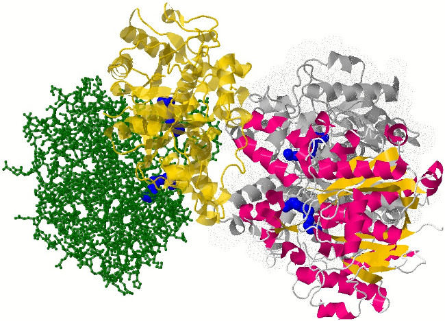 Chế tạo từ Enzyme trên nhím chuyên dùng để điều trị ung thư 