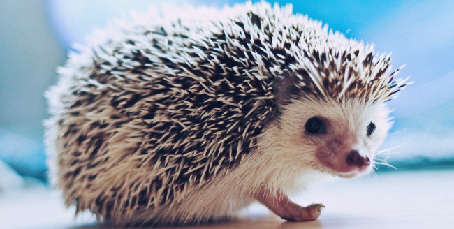 Một loại enzym trên nhím có khả năng chống ung thư