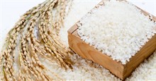 Ngâm gạo qua đêm có thể làm giảm nguy cơ mắc bệnh tim, ung thư