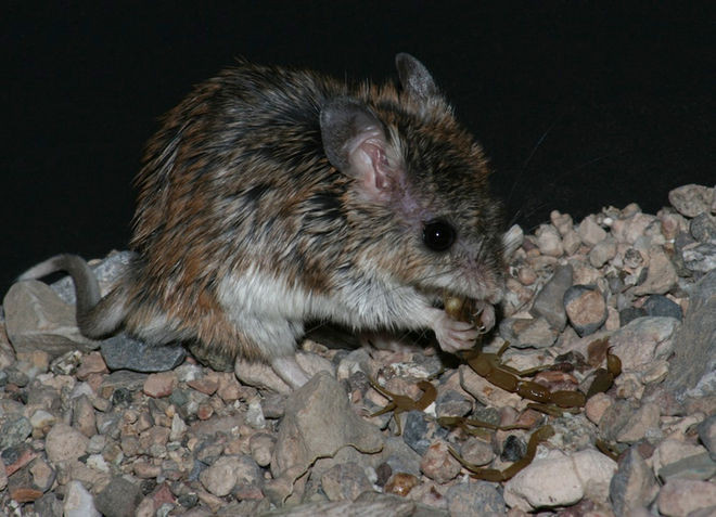 Loài chuột Onychomys có khả năng kháng lại nọc độc của bọ cạp 