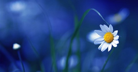 Cách xoá phông, nền trên điện thoại Android