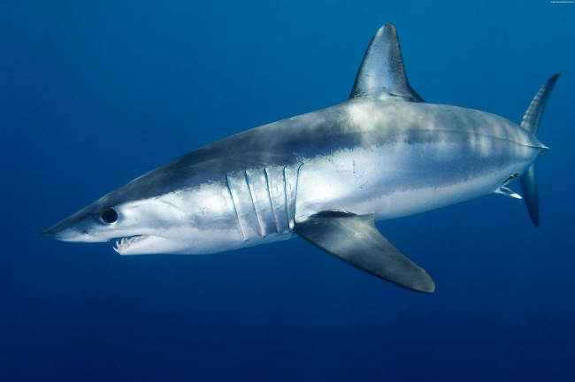 Thuốc được chế tạo từ kháng thể cá mập