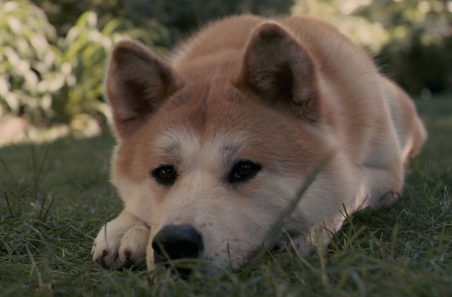 Thời gian chó nhìn chằm chằm vào một vật cho thấy sự quan tâm của nó dành cho vật đó  Thời gian chó nhìn chằm chằm vào một vật cho thấy sự quan tâm của nó dành cho vật đó