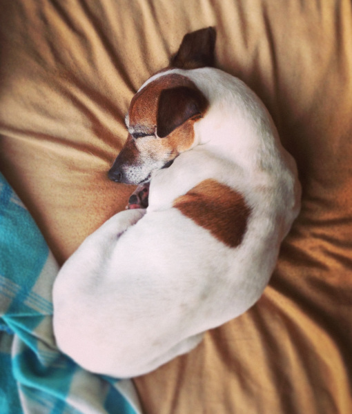 Chó thường xoay vòng trước khi nằm   Chó thường xoay vòng trước khi nằm