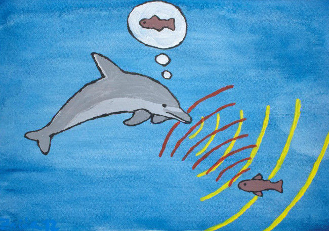 Hệ thống định vị của cá heo