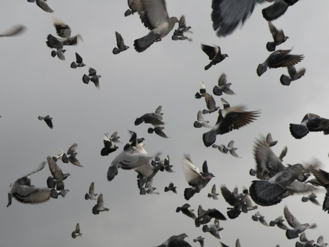 Một số loài động vật có khả năng phân biệt được ánh sáng bị phân cực