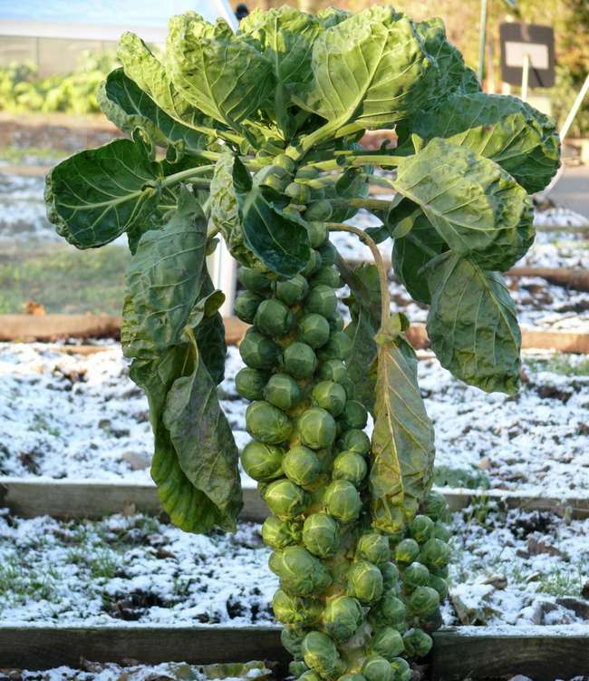 Cải Brussels (Bắp cải tí hon)