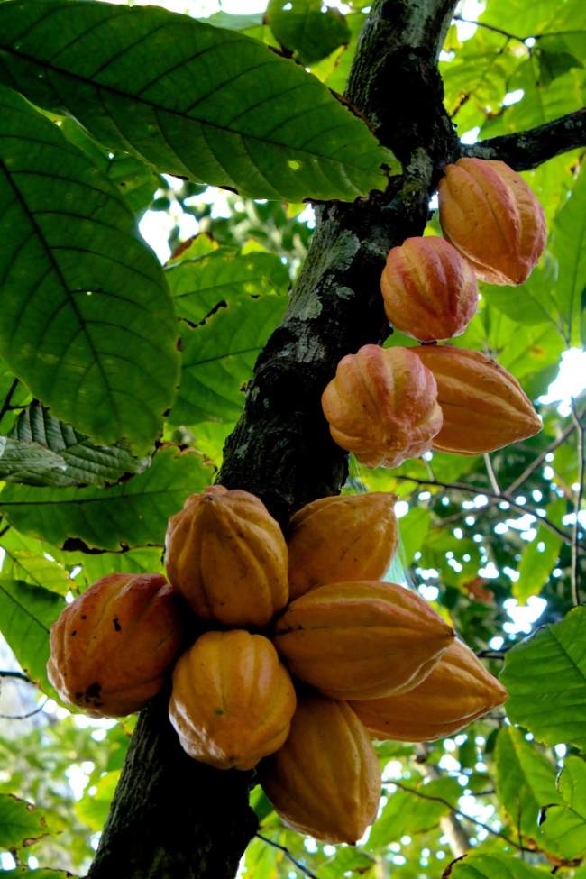 Cây cacao