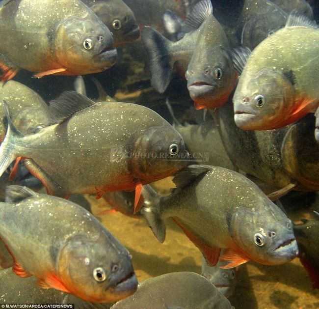 Đàn cá Piranha bụng đỏ 